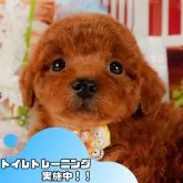 トイプードル(トイ)