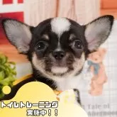 チワワ(スムース)【静岡県・女の子・2025年2月9日・ブラックタン&ホワイト】の写真1「沢山の子犬画像や当犬舎の情報を掲載しています💖是非、見てください🎶」
