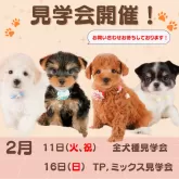 ミニチュアダックスフンド(ロング)【静岡県・男の子・2024年11月25日・シェーデッドレッド】の写真2「2/11(火)、16(日)見学会開催🎉」