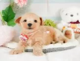 マルプー(マルチーズ×トイプードル)【静岡県・男の子・2025年2月8日・アプリコット】の写真5「🐾トレーニング内容🐾・サークル内でのトイレトレーニング・甘嚙み・無駄吠え・生活音への慣れ」