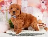 トイプードル(トイ)【静岡県・男の子・2025年2月11日・アプリコット】の写真5「🐾トレーニング内容🐾・サークル内でのトイレトレーニング・甘嚙み・無駄吠え・生活音への慣れ」