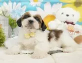 シーズー【静岡県・男の子・2024年11月4日・ゴールド&ホワイト】の写真10「🐶複数頭見学もOK🐶一回の見学で兄弟や他のワンちゃんも見学できます🎶」