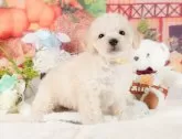 ミックス(ビションフリーゼ×トイプードル)【静岡県・男の子・2024年12月14日・ホワイト】の写真7「🐶複数頭見学もOK🐶一回の見学で兄弟や他のワンちゃんも見学できます🎶」