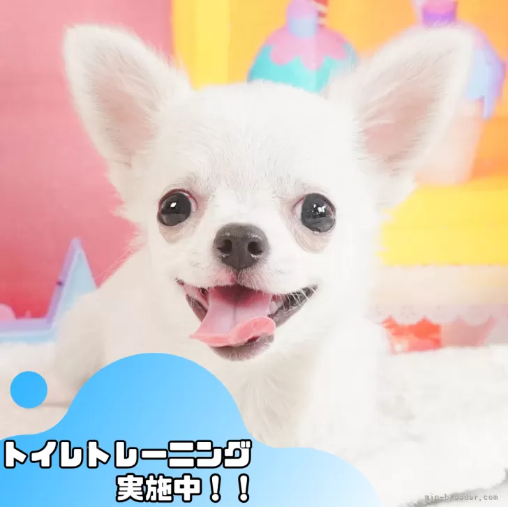 a 様のお迎えした子犬