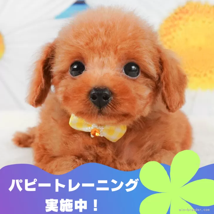 T.Y 様のお迎えした子犬