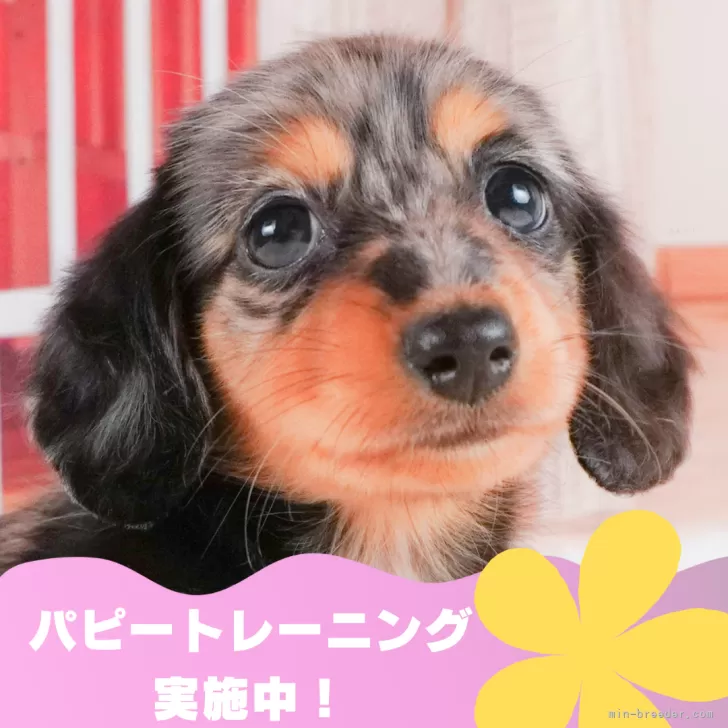 ミニチュアダックスフンド(ロング)【静岡県・女の子・2024年6月13日・シルバーダップル】🐶パピートレーニング実施中💓｜みんなのブリーダー（子犬 ID：2407-07754）