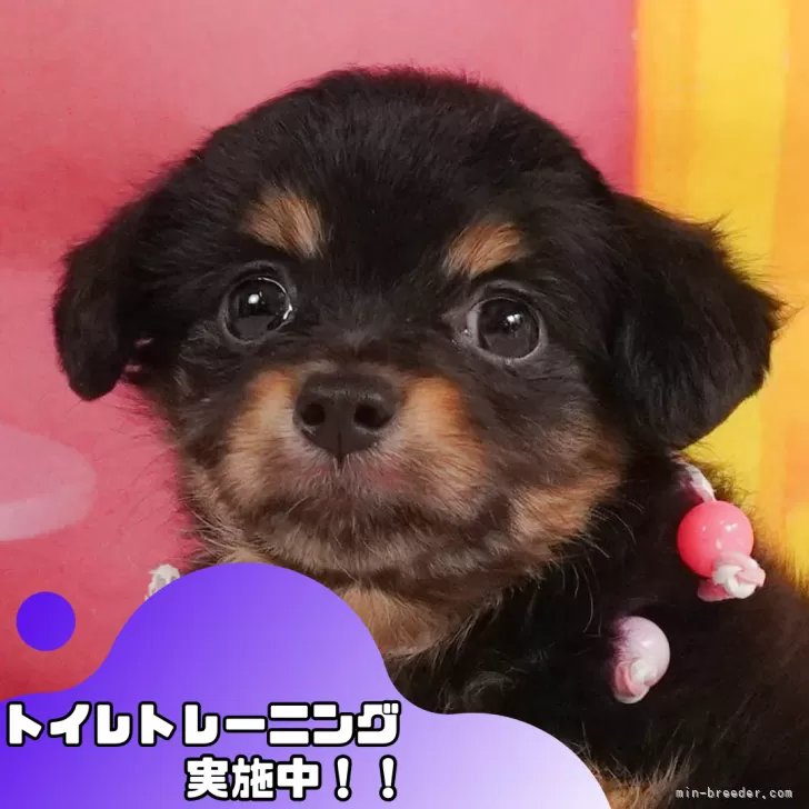 りんごほっぺ 様のお迎えした子犬