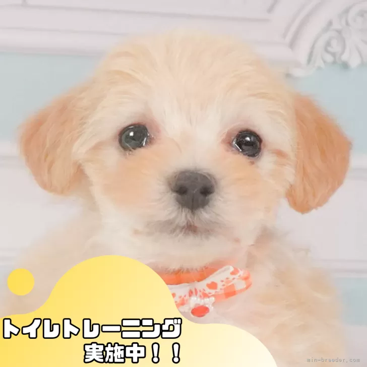 ゆうこりん 様のお迎えした子犬