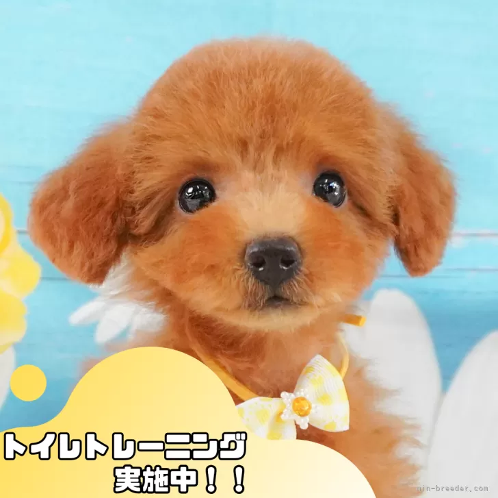 C.Ｉ 様のお迎えした子犬