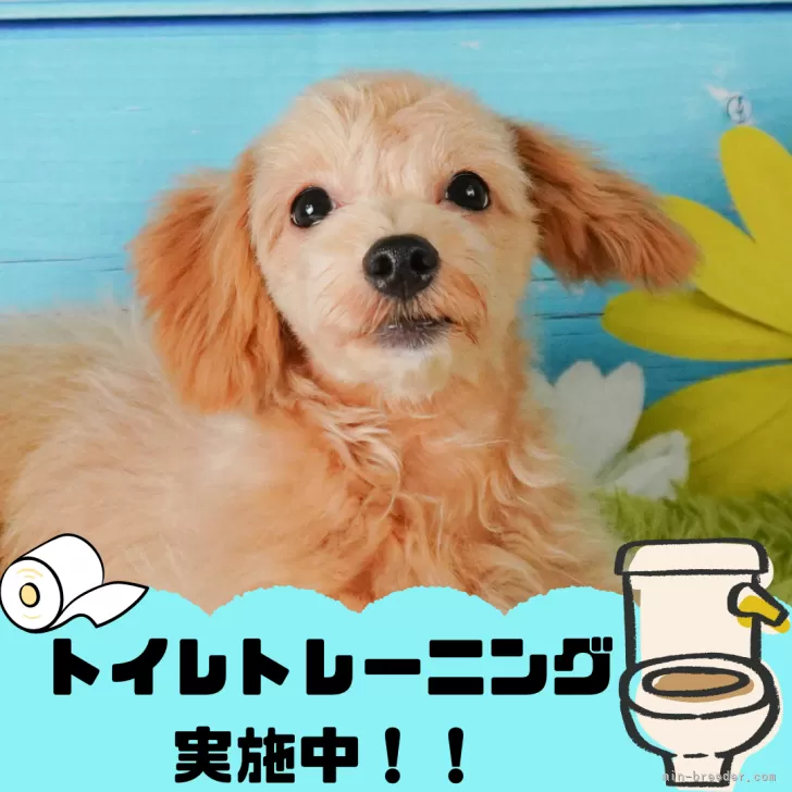 Y.H 様のお迎えした子犬