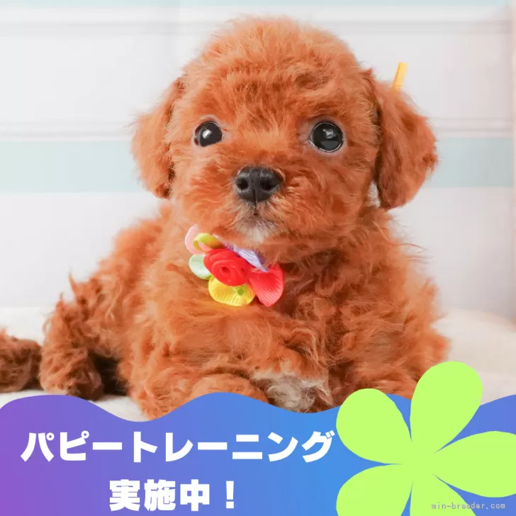 K.T 様のお迎えした子犬