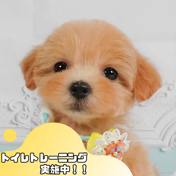 ゆひあ 様のお迎えした子犬