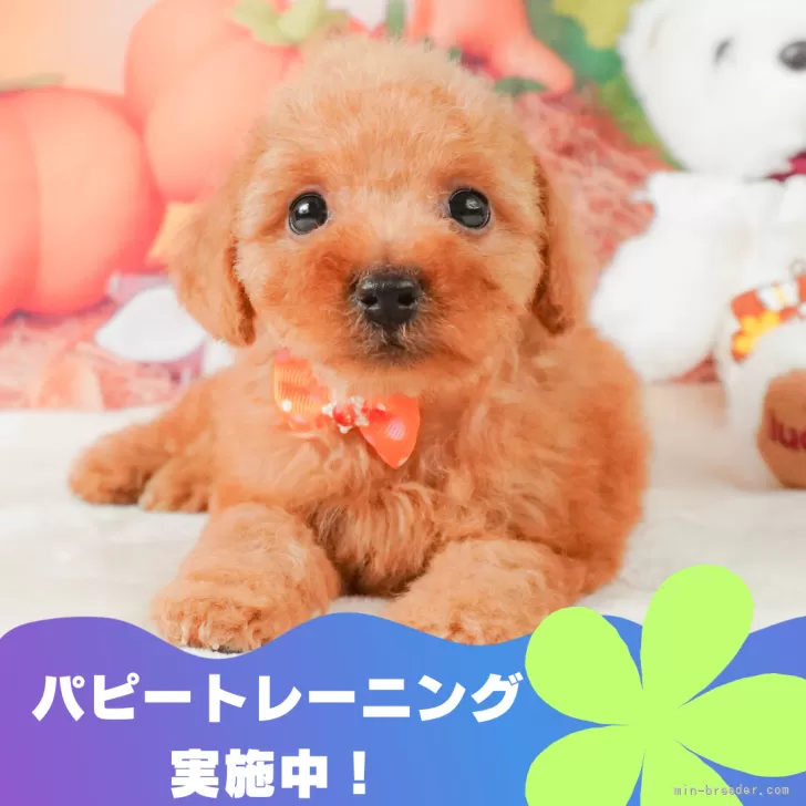 R.Ｉ 様のお迎えした子犬