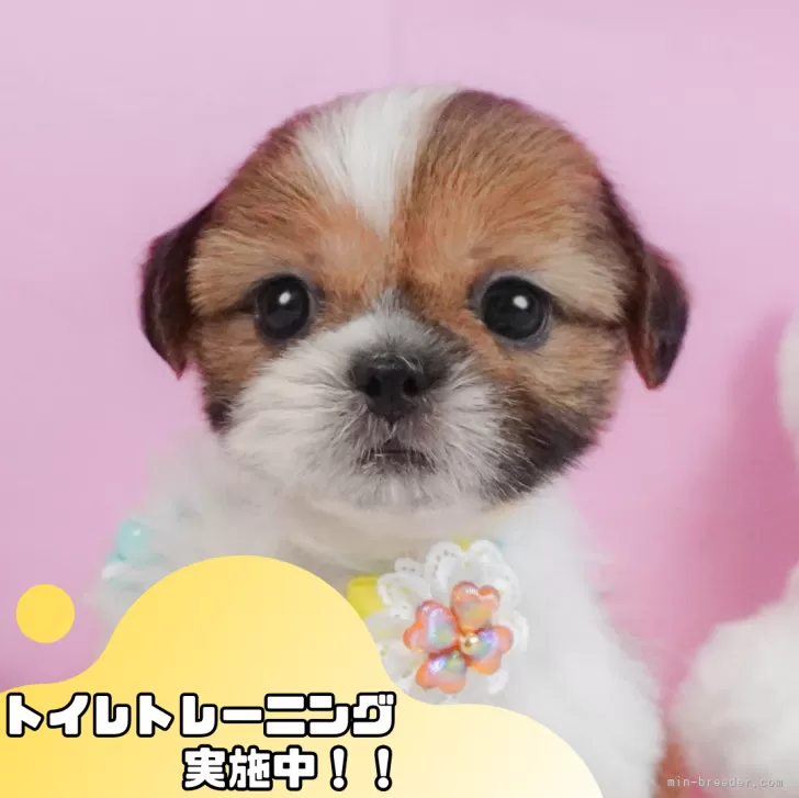 W 様のお迎えした子犬