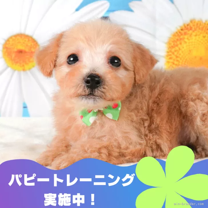 夢太郎 様のお迎えした子犬