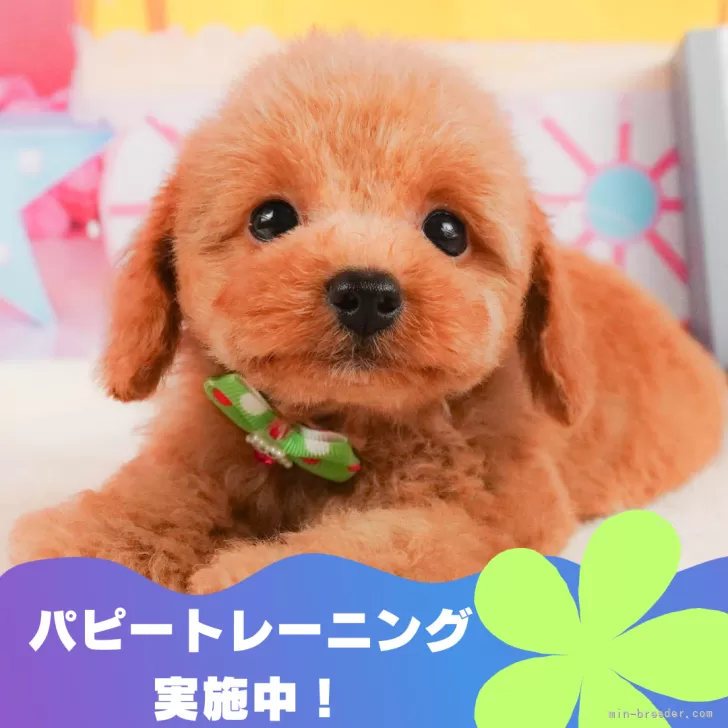 A.N 様のお迎えした子犬