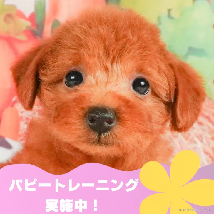 こまめパパ 様のお迎えした子犬