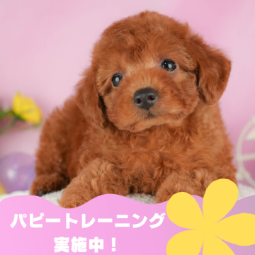 トイプードル(トイ)【静岡県・女の子・2024年4月16日・レッド】の写真「🐶パピートレーニング実施中💓」