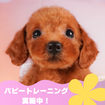 トイプードル(トイ)【静岡県・女の子・2024年6月1日・レッド】の写真「🐶パピートレーニング実施中💓」