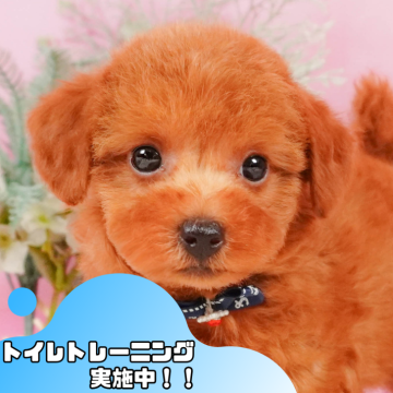 トイプードル(トイ)【静岡県・男の子・2024年9月6日・レッド】の写真「🐶ワンちゃんの見学会開催🎉」