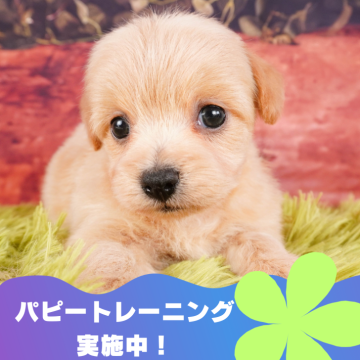 チワプー(チワワ×トイプードル)【静岡県・男の子・2024年3月27日・アプリコット】の写真「🐶パピートレーニング実施中💓」