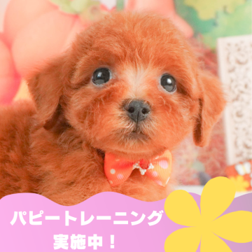 トイプードル(トイ)【静岡県・女の子・2024年7月19日・レッド】の写真「パピートレーニング実施中🐶」