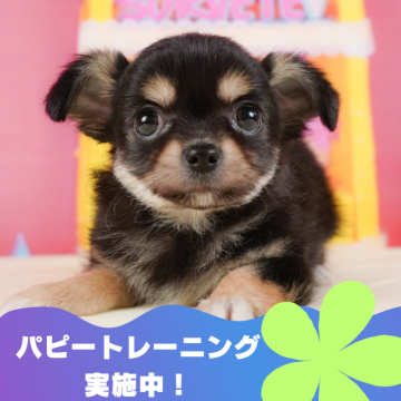 チワワ(ロング)【静岡県・男の子・2024年4月16日・ブラックタン&ホワイト】の写真「🐶パピートレーニング実施中💓」