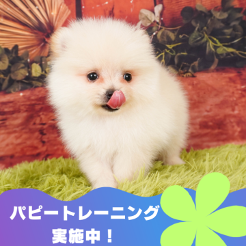 ポメラニアン【静岡県・男の子・2024年3月19日・クリーム】の写真「🐶パピートレーニング実施中💓」