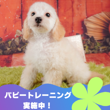 トイプードル(トイ)【静岡県・男の子・2024年5月28日・クリーム】の写真「🐶パピートレーニング実施中💓」