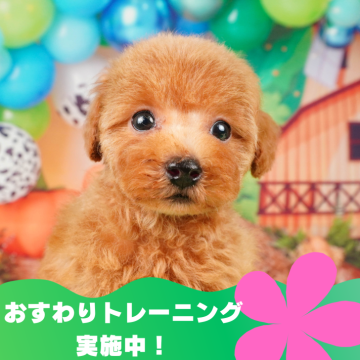 トイプードル(トイ)【静岡県・女の子・2024年3月15日・レッド】の写真「🐶おすわりトレーニング中です💓」