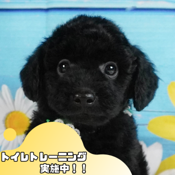 トイプードル(トイ)【静岡県・男の子・2024年8月24日・ブラック】の写真「🐶ワンちゃんの見学会開催🎉」