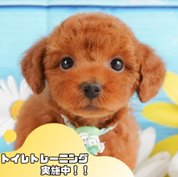 トイプードル(トイ)【静岡県・男の子・2024年8月24日・レッド】の写真「🐶ワンちゃんの見学会開催🎉」