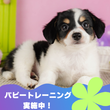 チワックス(チワワ×ダックスフンド)【静岡県・男の子・2024年4月18日・パーティー】の写真「🐶パピートレーニング実施中💓6/22以降見学可」