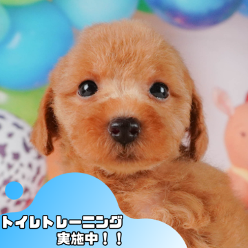 トイプードル(トイ)【静岡県・男の子・2024年5月8日・アプリコット】の写真「🐶ワンちゃんの見学会開催🎉」