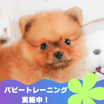 ポメラニアン【静岡県・男の子・2024年6月7日・オレンジ】の写真「🐶パピートレーニング実施中💓」