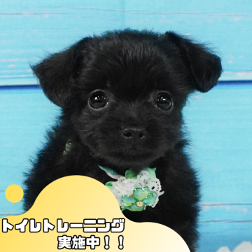 チワプー(チワワ×トイプードル)【静岡県・男の子・2024年8月17日・ブラック】の写真「🐶ワンちゃんの見学会開催🎉」