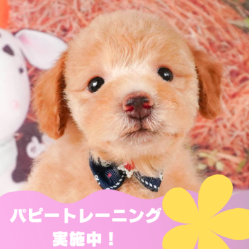 トイプードル(トイ)【静岡県・女の子・2024年6月24日・アプリコット】の写真「🐶パピートレーニング実施中💓」