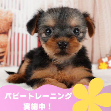 ヨークシャーテリア【静岡県・女の子・2024年5月15日・スティールブルー&タン】の写真「🐶トレーニング犬随時掲載中です💓」