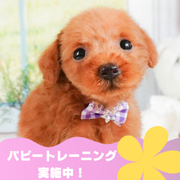 トイプードル(トイ)【静岡県・女の子・2024年7月2日・レッド】の写真「🐶ワンちゃんの見学会開催🎉」