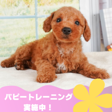 トイプードル(トイ)【静岡県・女の子・2024年6月1日・レッド】の写真「パピートレーニング実施中🐶」