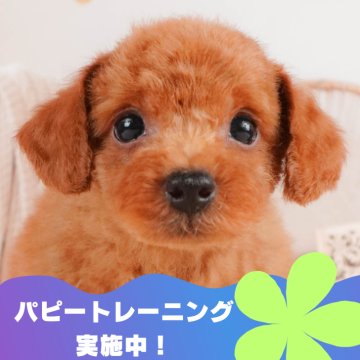 トイプードル(トイ)【静岡県・男の子・2024年6月1日・レッド】の写真「パピートレーニング実施中🐶」