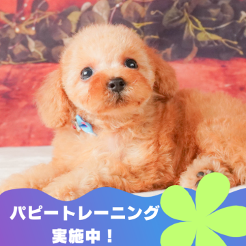 トイプードル(トイ)【静岡県・男の子・2024年7月9日・アプリコット】の写真「🐶パピートレーニング実施中💓」