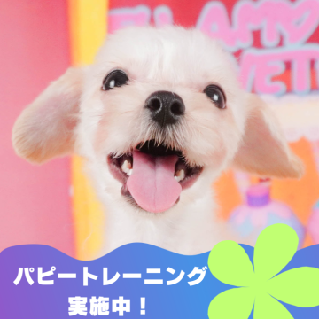 マルプー(マルチーズ×トイプードル)【静岡県・男の子・2024年1月28日・アプリコット】の写真「🐶パピートレーニング実施中💓」