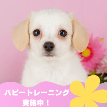 チワックス(チワワ×ダックスフンド)【静岡県・女の子・2024年4月18日・クリーム&ホワイト】の写真「🐶パピートレーニング実施中💓6/22以降見学可」