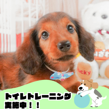 ミニチュアダックスフンド(ロング)【静岡県・女の子・2024年7月26日・レッド】の写真「🐶トイレトレーニング実施中！！」