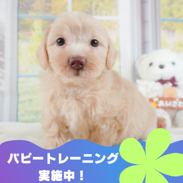 マルプー(マルチーズ×トイプードル)【静岡県・男の子・2024年6月10日・クリーム】の写真「🐶パピートレーニング実施中💓」