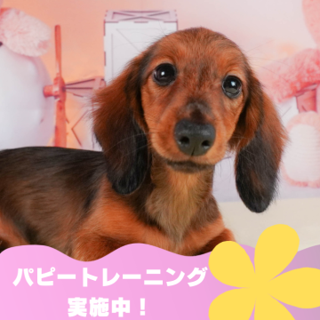 カニンヘンダックスフンド(ロング)【静岡県・女の子・2024年3月3日・シェーデッドレッド】の写真「🐶パピートレーニング実施中💓」