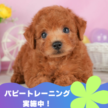 トイプードル(トイ)【静岡県・男の子・2024年4月16日・レッド】の写真「🐶パピートレーニング実施中💓」