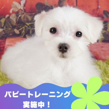 マルチーズ【静岡県・男の子・2024年3月18日・ホワイト】の写真「🐶パピートレーニング実施中💓」