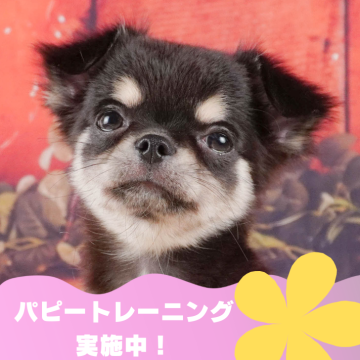 チワワ(ロング)【静岡県・女の子・2024年3月23日・ブラックタン】の写真「🐶パピートレーニング実施中💓」